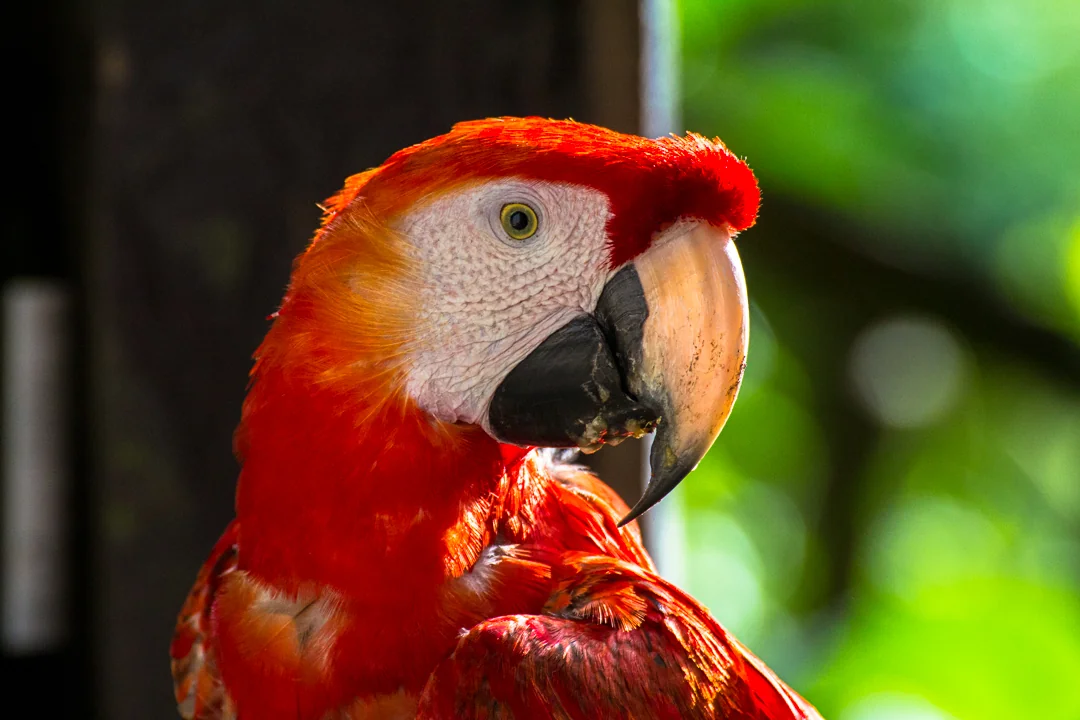 Colorful parrot in natural habitat · Monteverde, Costa Rica 2024