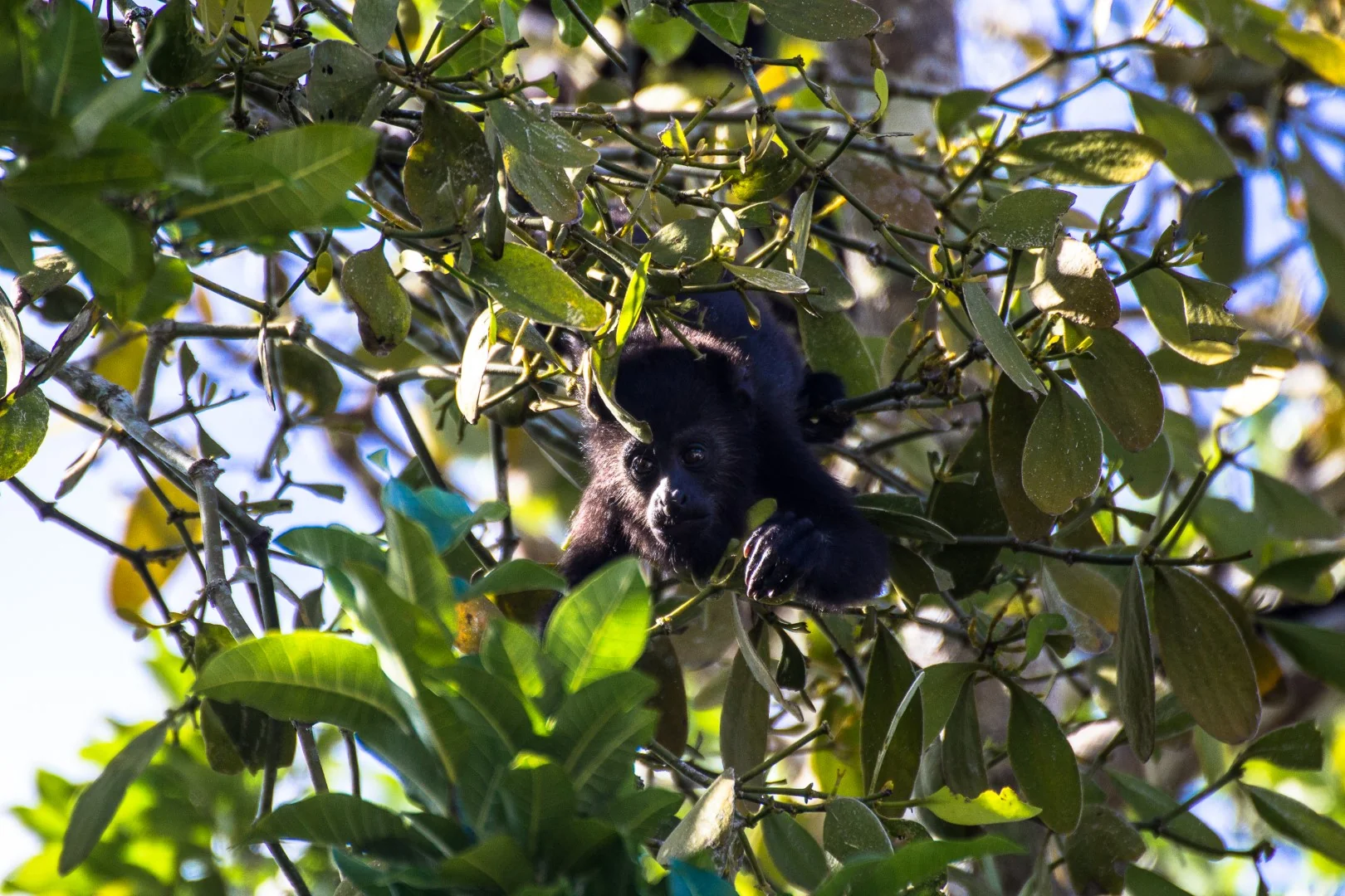 Monkey in the wild · Sigiriya, Sri Lanka 2023